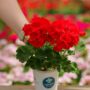 Geranium – Tango Dark Red – 4.5″ Pot